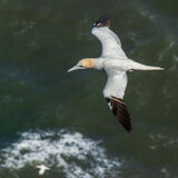 Rod Armstrong - Flypast, Bempton Cliffs RSPB Reserve
