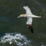 Rod Armstrong - Flypast, Bempton Cliffs