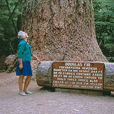Rod Armstrong - Giant Douglas Fir, Cathedral Grove BC