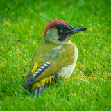 Rod Armstrong - Green Woodpecker