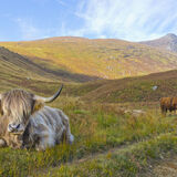 Rod Armstrong - Highland Cattle, Glen Rosa, Arran