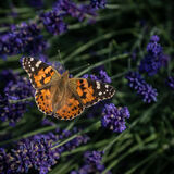 Rod Armstrong - Painted Lady on our Hidcote Lavender