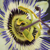 Rod Armstrong - Passion Flower - 1st