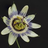 Rod Armstrong - Passion Flower