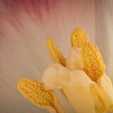 Rod Armstrong - Pollen