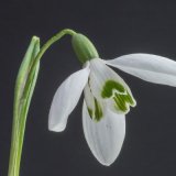 Rod Armstrong - Snowdrop