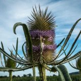 Rod Armstrong - Teazle