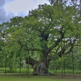 Rod Armstrong - The Great Oak, Sherwood Forest