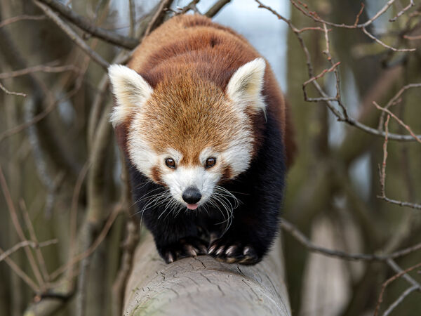 Running Red Panda