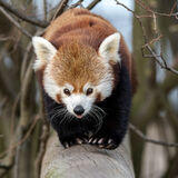 Running Red Panda