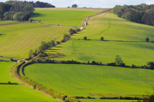 South Downs Way Cocking