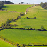 South Downs Way Cocking