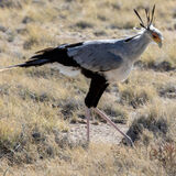 Secretary Bird