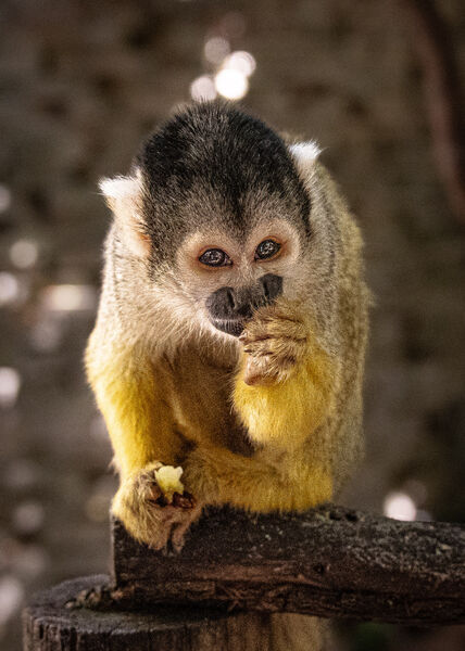 Squirrel Monkey, Cape Town