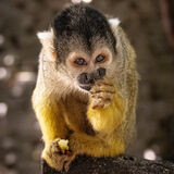 Squirrel Monkey, Cape Town
