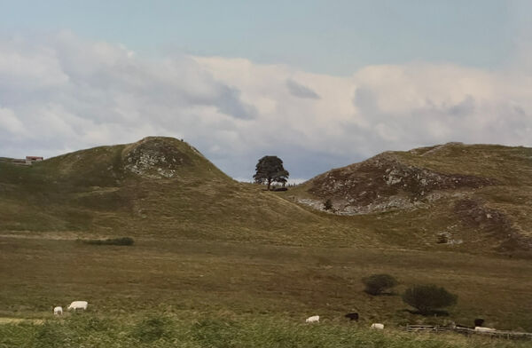 Sycamore Gap, Northumberland