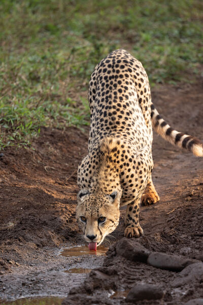 Thirsty Cheetah