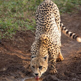 Thirsty Cheetah