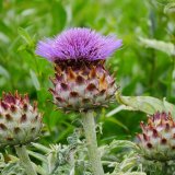 Thistle