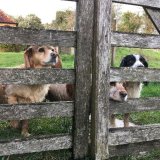 Through the garden gate