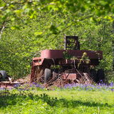 Vanessa Trownson - Enhanced by Bluebells