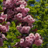 Vanessa Townsend - Blossomtime