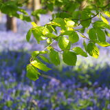 Vanessa Trownson - Bluebell Canopy