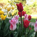 Vanessa Townsend - Bunch of Tulips