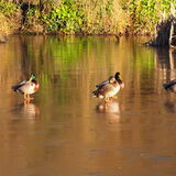 Vanessa Trownson - Ducks On Ice