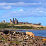 Vanessa Trownson - Dunstanburgh Castle