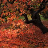 Vanessa Trownson - Fiery Colour Splash