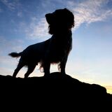 Vanessa Trownson - Lofty Lookout - 1st (13 votes)