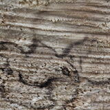 Vanessa Trownson - Lurking in the Woodpile