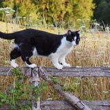 Vanessa Trownson - Mouse on the prowl
