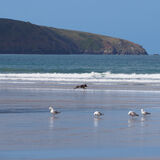Vanessa Trownson - Nonchalent Gulls