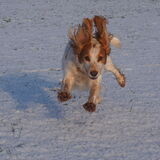 Vanessa Trownson - Snow Frolics