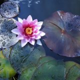 Water Lily