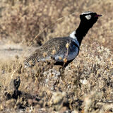 White Quilled Bustard