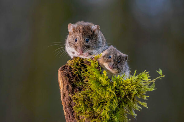 Wood mice
