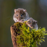 Wood mice