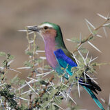 Lilac Breasted Roller