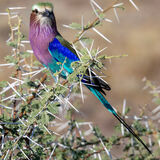 Lilac Breasted Roller