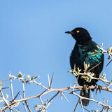 Cape Starling