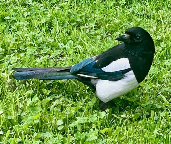 Magpie - Dublin botanical garden