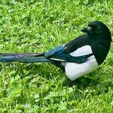 Magpie - Dublin botanical garden