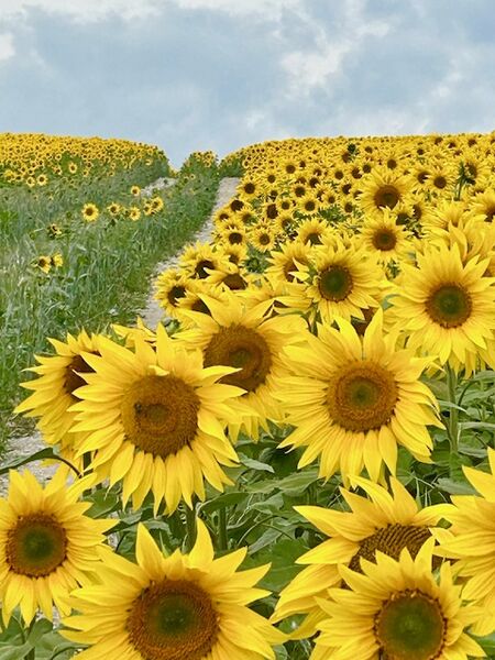 Sunflowers Southdowns National Park - Upwaltham