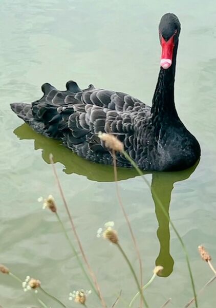 Black swan - Benbow Pond - Midhurst