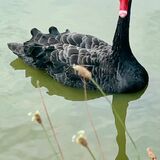 Black swan - Benbow Pond - Midhurst