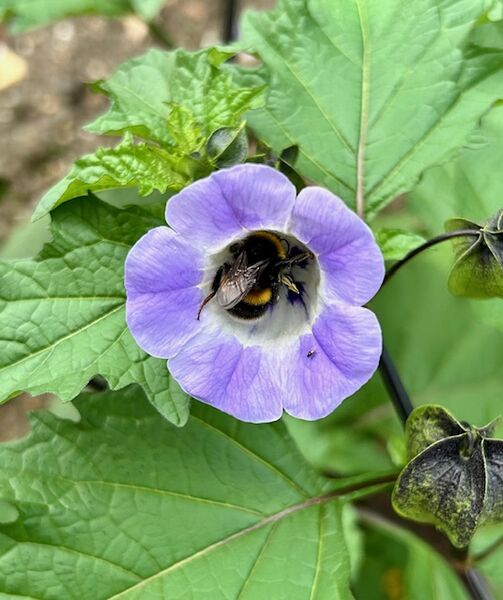 Insects - Dublin Botanical Gardens