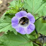 Insects - Dublin Botanical Gardens